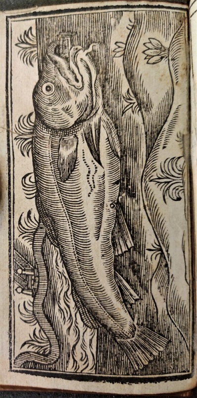 Engraving of a fish from 'Vox Piscis'